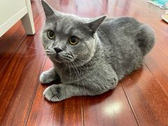 -伟伟宠物医院·CT影像中心·瑞派犬猫综合性门诊(汉口总院)