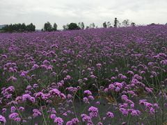 -紫颐香薰山谷景区