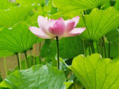 -陈家山荷花公园