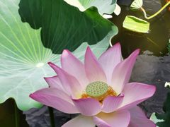 -荔湾湖公园