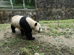 -都江堰中华大熊猫苑