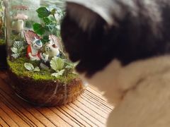 -海边的猫和咖啡馆