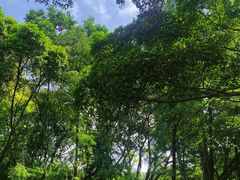 -番禺大夫山森林公园