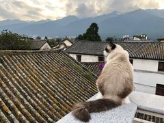 -喵屿·大理花园猫咖