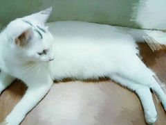 -艾贝尔宠物诊疗