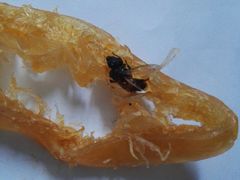 -钜记手信(新马路旗舰店)