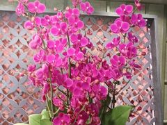 -LANN I 蘭 泰式古法按摩(徐家汇城开YOYO店)