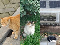 -西安碑林博物馆