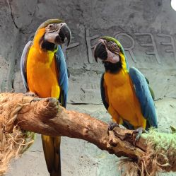 -Zoolung Zoolung动物主题公园(海信广场店)