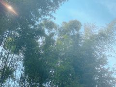 -天目湖松岭竹海漂流