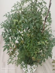 -HEYAN荷妍专业脱毛连锁机构