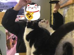 -平行世界·猫咖(首经贸店)