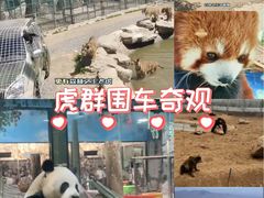 -栾川竹海野生动物园