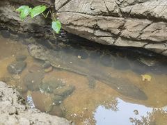 -普洱太阳河森林公园