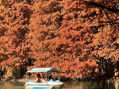 -上海海湾国家森林公园