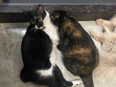 -创凡宠物医院·骨专科  猫科中心(西乡分院)