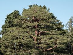 -京都御所