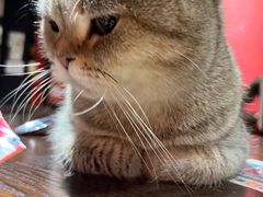 -猫色咖啡·猫咖