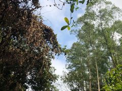 -火炉山森林公园