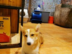 -more than meow吴止猫主题餐厅(承德 中船汇店)