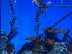 -上海海洋水族馆