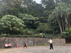 -银湖山郊野公园-相思林