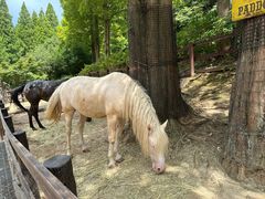 -神户市立六甲山牧场