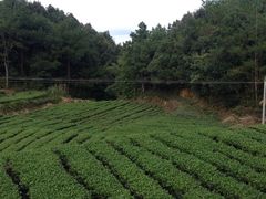 -文雅轩茶叶(锦和越界田林坊店)