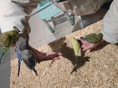 -怪兽屋·羊驼·猫咖·狗咖(俊华广场店)