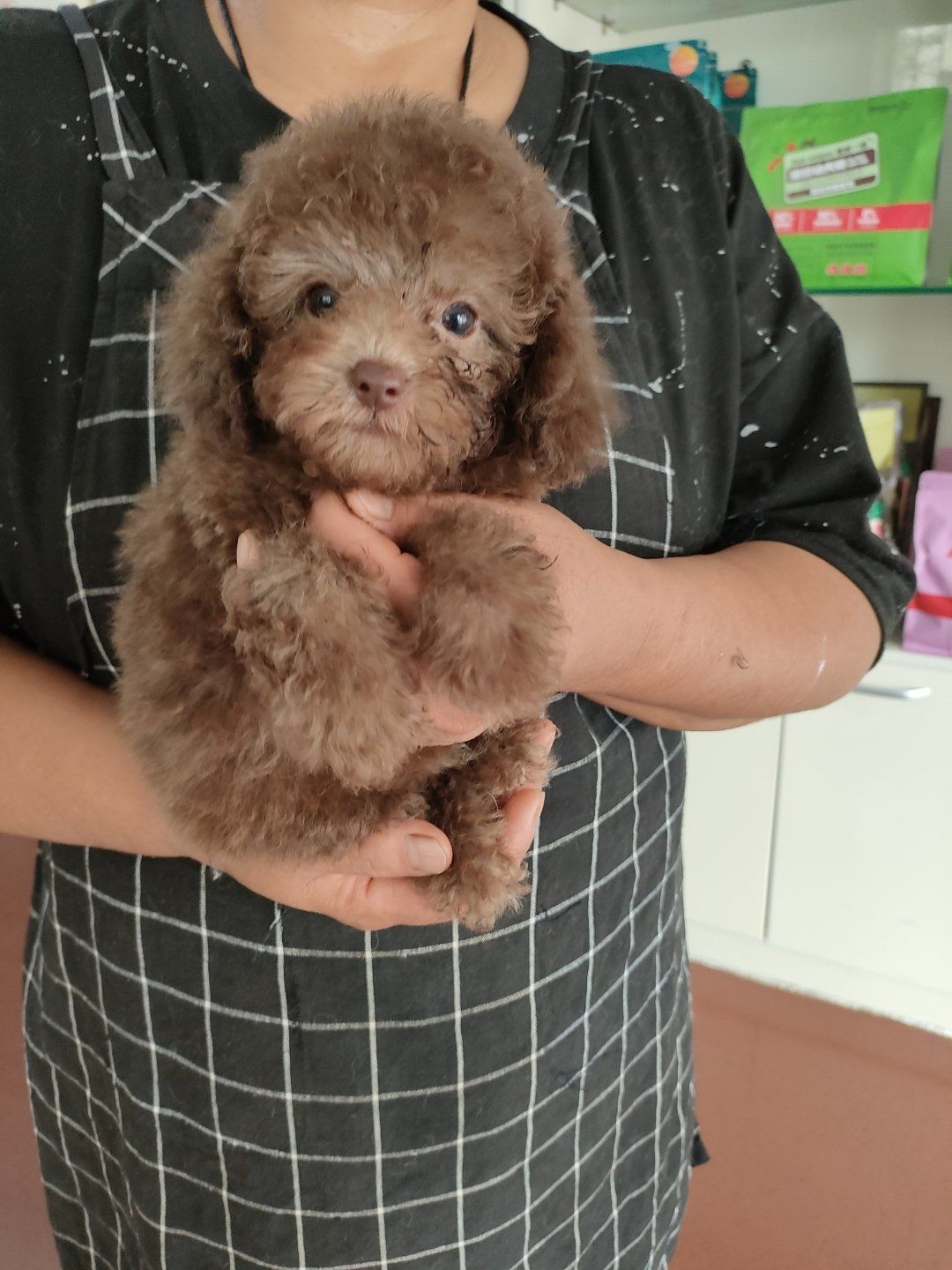 自家繁殖巧克力泰迪,疫苗齐保健康,可看父