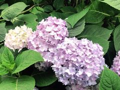 -凤来栖·净庭院·火锅(欧尚店)