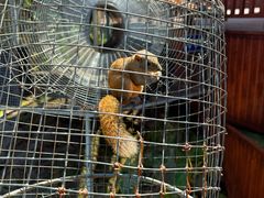 -西霞口神雕山野生动物世界