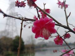 -昆山城市生态森林公园