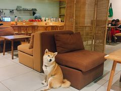 -柴务处·柴犬主题狗咖