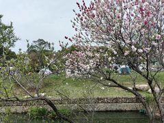 -羊山湖公园