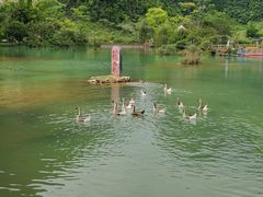 -靖西鹅泉风景区