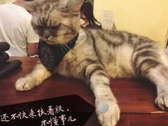 -猫色咖啡·猫咖