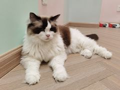 -酷豆宠物咖啡·宠物美食·撸猫馆