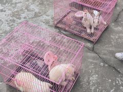 -东平国家森林公园