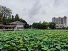 -荔湾湖公园