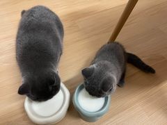 -lincat·猫舍(广州店)