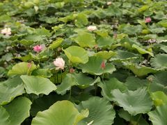 -荷塘月色湿地公园·向阳花洲