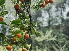 -乐领拈花溪·林涧食韵