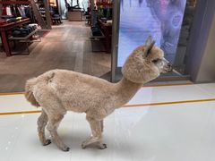 -奈雪的茶(亨特国际广场店)