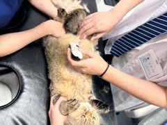 -博特宠物医院24h犬猫全科.骨科·异宠