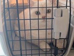 -艾贝尔宠物医院·24H转诊中心·肿瘤猫专科(江宁双龙店)