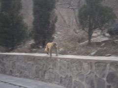 -五龙山野生动物王国