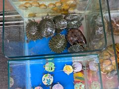 -万商花鸟市场