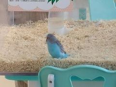 -怪兽屋·羊驼·猫咖·狗咖(俊华广场店)