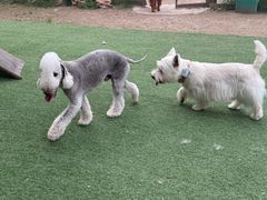 -趣多多宠物公园·宠物训犬学校·宠物寄养